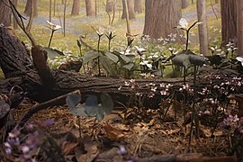 Milwaukee Public Museum March 2023 64 (The Woodlands--Beech-Maple-Basswood Forest, Wisconsin- Spring).jpg