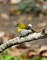 Oriental white-eye