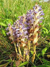 Orobanche coerulescens