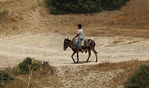 Monté pour un déplacement (Oued Zitoun (en), 2016).