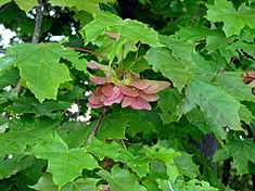 Parastās kļavas (Acer platanoides) lapas