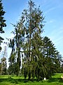 Picea abies 'cranstonii'