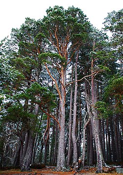 Bijeli bor (Pinus sylvestris/Pinus sylvestre)