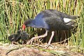 Kwirlman (Swamp Hen)