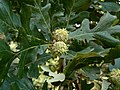 Bur Oak (Quercus macrocarpa)