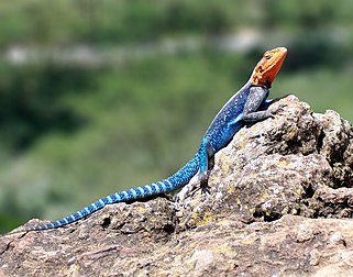 L’agame des rochers à tête rouge (Agama agama), une espèce moderne typique de reptile saurien proche des iguanes, au parc national du lac Nakuru (Kenya). (définition réelle 1 823 × 1 431*)