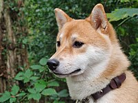 A red Shiba Inu with visible urajiro on the muzzle, cheeks, ears and throat