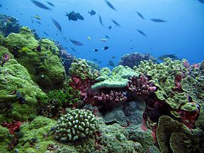 Coral reefs, part of the Phoenix Islands Protected Area