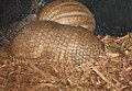 Southern Three Banded Armadillo