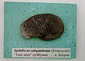 en:Spitidiscus subquadratus (Zwierzycki), Lower en:Hauterivian, Teke Dere, en:Shumen Province, (Coll. V. Tzankov) Cr1 1710 at the en:Sofia University "St. Kliment Ohridski" Museum of Paleontology and Historical Geology