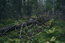 Svartdalstjerna Lakes Primeval Forest Nature Reserve of the Totenaasen Hills in Norway 81.jpg