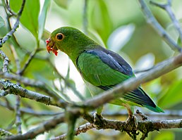 Папуга багійський (Touit melanonotus)