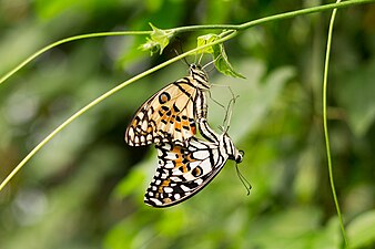 Common lime swallowtail, London Zoo