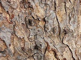 Up close, the old bark has a metallic luster. In 2016, the height of the tree was 15 meters and the bust circumference was 5.7 meters. Samanea saman