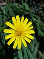 Autumn Hawkbit, Leontodon autumnalis