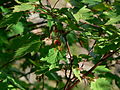 Acer glabrum