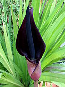 Espata en la inflorescencia de Arum palaestinum (Araceae), que protege las flores, muy pequeñas, dispuestas apretadamente alrededor del eje grueso llamado espádice.