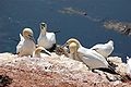 Northern Gannets at Helgoland