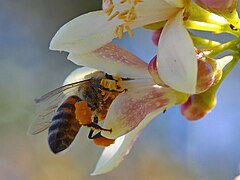 A bee on a Meyer lemon flower