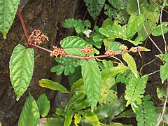 Begonia Vine 3.jpg