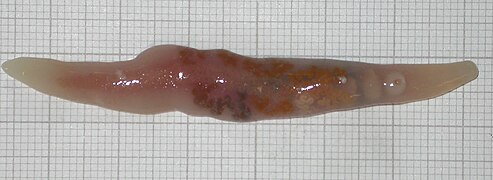Botulus microporus, un ver plat parasite du groupe des trématodes.