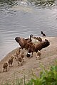 Branta canadensis, Aix sponsa