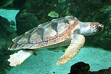 Foto de una tortuga boba nadando sobre un arrecife