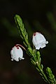 Cassiope mertensiana