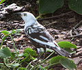 Merla cuada comuna (Quiscalus quiscula)