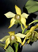 Dendrobium engae