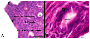 Endometrium van de baarmoeder van het konijn na 14 uur en 3 dagen schijnzwangerschap met baarmoedermelk (secretion)