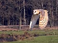 T. a. guttata, Sandesneben, Germany