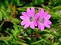 Flowers of Geranium molle