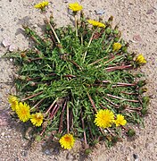 Un pissenlit du genre Taraxacum.