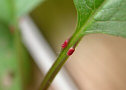 Nectaires sur un long pétiole, deux des caractéristiques de Prunus avium.