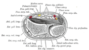 Thumbnail for Extensor indicis muscle