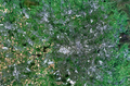大曼徹斯特卫星影像