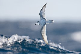 Halobaena caerulea in flight - SE Tasmania