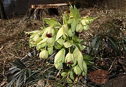 Helleborus-foetidus-stinkende-nieswurz.jpg