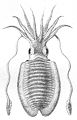 Herklots 1859 I 1 Sepia officinalis – Tier