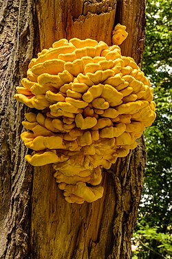 Hortus Haren. ( Laetiporus sulphureus ) on ( Ginkgo biloba ).