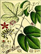 Illustrations of Indian Botany, Vol. 1 (page 303 crop).jpg