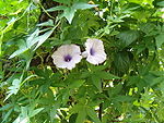 Ipomoea cairica