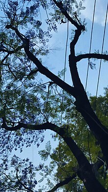 Árbol Jacaranda, Ciudad de México.