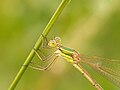 Zwervende pantserjuffer ♀