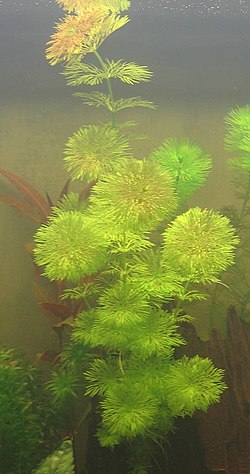 sädekidusruoho (Limnophila sessiliflora)