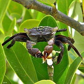 Mangrovarba krabo, Aratus pisonii