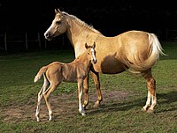 Palomino merrie en haar voskleurige veulen.