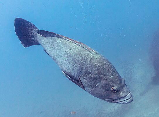 Exemplar de uma garoupa adulta (Epinephelus marginatus) com cerca de 150 centímetros de comprimento e 60 quilos de peso, vista em uma profundidade de cerca de 25 metros, Reserva Natural Parcial do Garajau, ilha da Madeira, Portugal. O Epinephelus marginatus é um hermafrodita protogínico, o que significa que todos os peixes começam a vida adulta como fêmeas, mas, à medida que crescem e envelhecem, tornam-se machos. As fêmeas começam a se reproduzir por volta dos cinco anos e, entre o nono e o décimo sexto ano de vida, transformam-se em machos, mais comumente aos 12 anos. Em algumas populações, a presença de peixes fêmeas grandes sugere que nem todas as fêmeas mudam de sexo. (definição 4 366 × 3 219)