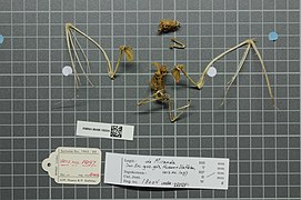 Naturalis Biodiversity Center - RMNH.MAM.18004 ven - Diclidurus scutatus - skeleton (whole).jpeg